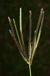 Pinewoods fingergrass